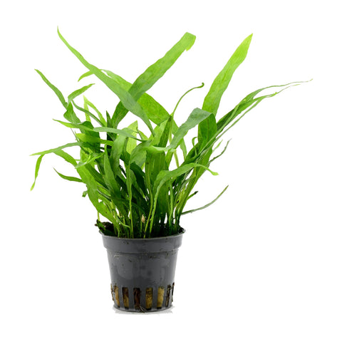 Microsorum Pteropus Minor in vaso: pianta d'acquario viva di Aqua Breeding Skill