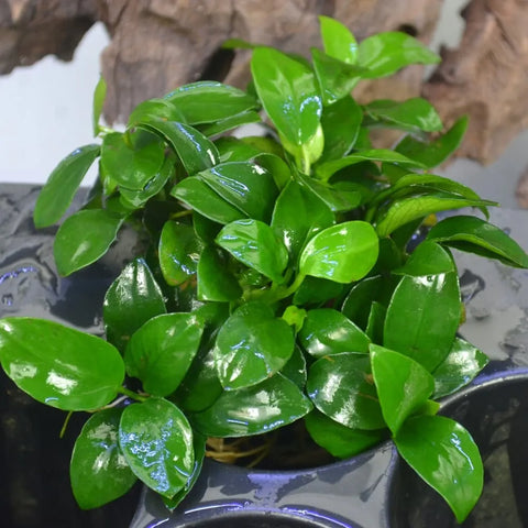 Anubias nana – Live Freshwater Aquarium Plant