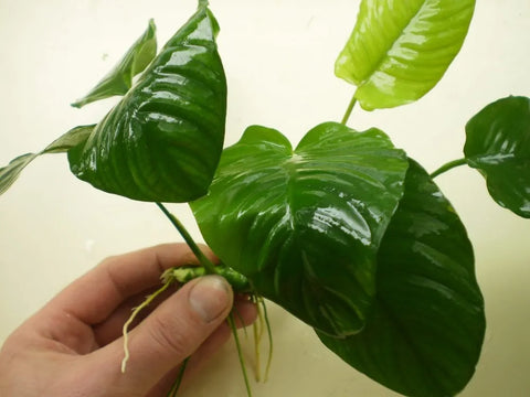 Anubias barteri “Wrinkle Leaf” – Live Aquarium Plant (10 cm) for Freshwater Tanks