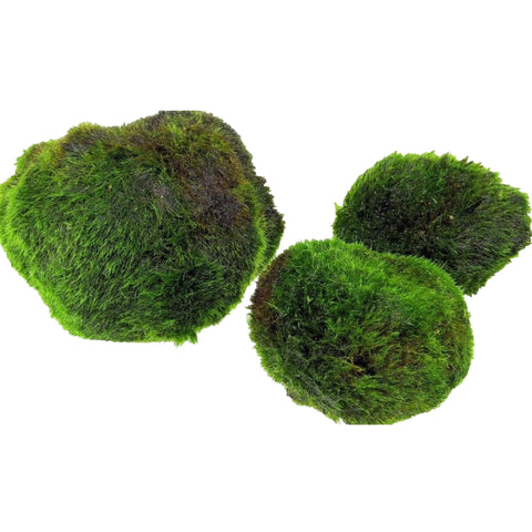Palla di Cladophora (Aegagropila linnaei) – palla di Marimo, pianta d'acquario viva di Aqua Breeding Skill