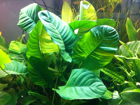 Anubias barteri “Wrinkle Leaf” – Live Aquarium Plant (10 cm) for Freshwater Tanks