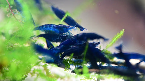 Blue Sapphire Shrimp (Neocaridina davidi "Blue Sapphire") aquarium shrimp