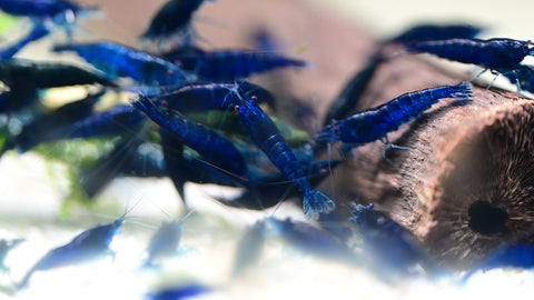 Blue Sapphire Shrimp (Neocaridina davidi "Blue Sapphire") aquarium shrimp