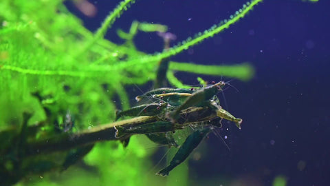Green Jade Neocaridina Shrimps (Neocaridina davidi "Green Jade") aquarium shrimp