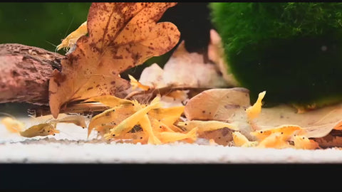 Yellow Crested Cream - Live Shrimp for Aquarium - Dwarf Neocaridina Shrimp aquarium shrimp