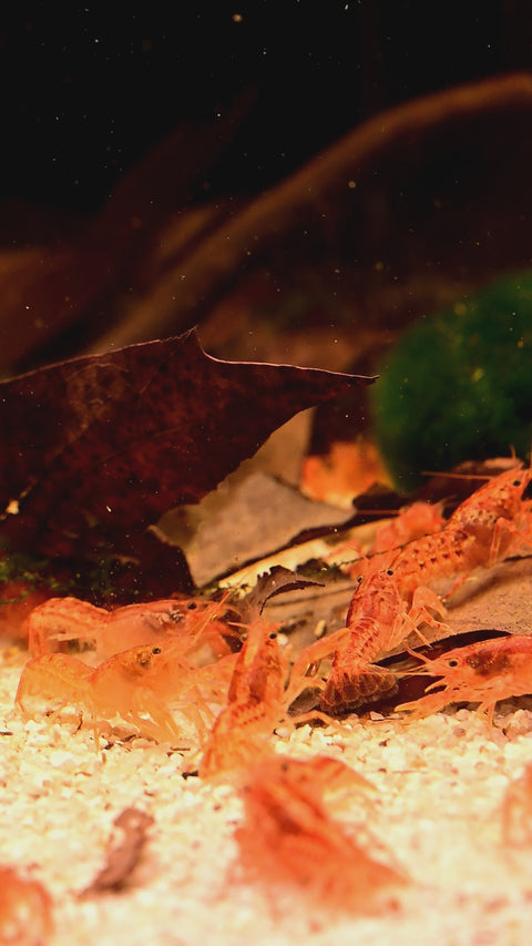 1 Pair Cambarellus patzcuarensis – Orange Dwarf Crayfish | Live Orange Dwarf Crayfish for Aquarium aquarium invertebrate