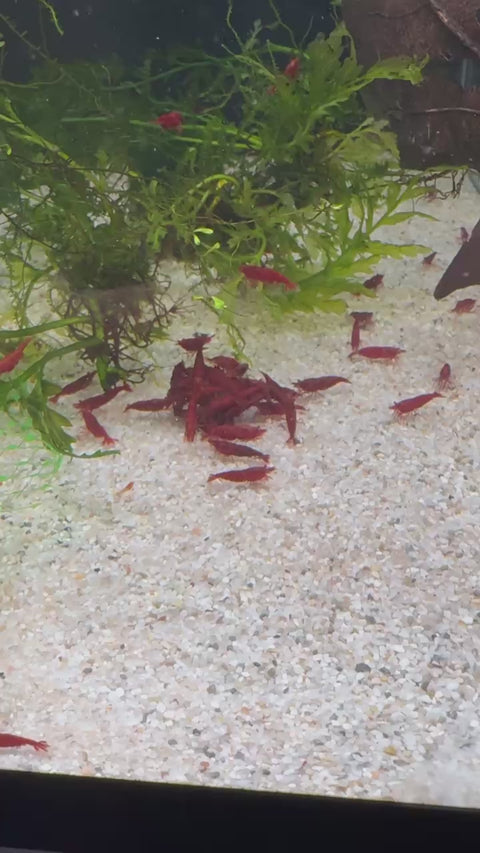 Bloody Mary Shrimp Live Aquarium Shrimp Dwarf Neocaridina Shrimp aquarium shrimp