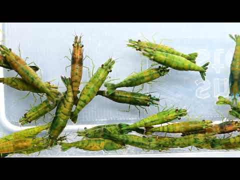 Neocaridina Green Jade Extreme shrimp in the aquarium at Aqua Breeding Skill