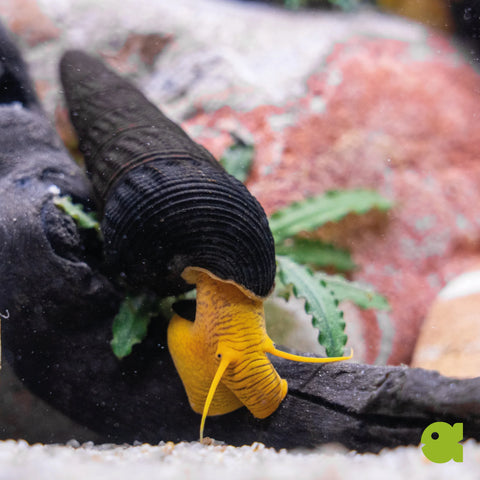 Orange Tylomelania (Poso Snail, Rock Snail) 3 pcs