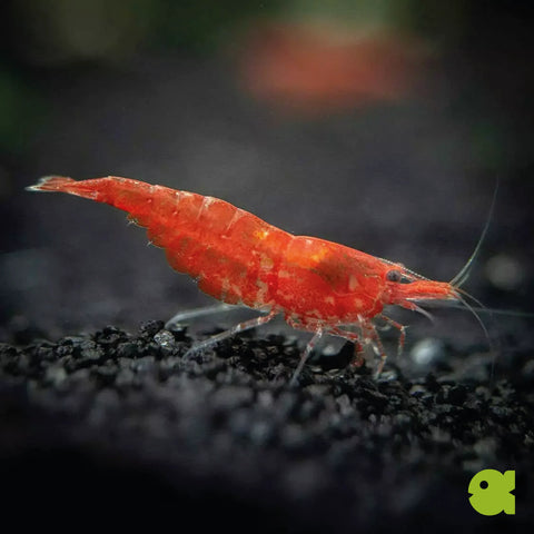 Gamberetto Red Fire (Neocaridina davidi var. red) – gamberetto d'acquario
