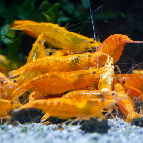 Gamba Orange Sakura (Neocaridina davidi “Orange Sakura”) – gamba de acuario