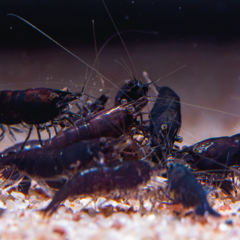 Neocaridina Black King Kong – gamba de acuario