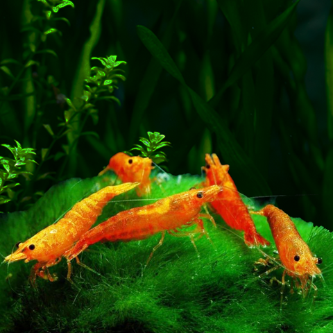 Camarão Orange Sakura (Neocaridina davidi «Orange Sakura») – camarão de aquário