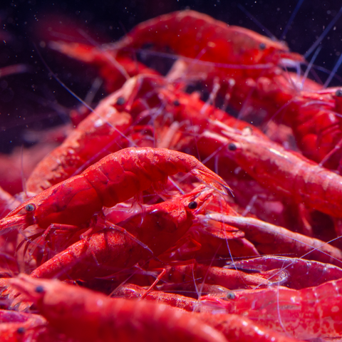Gamba Red Fire (Neocaridina davidi var. red) – gamba de acuario
