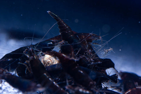 Neocaridina Black King Kong – gamberetto d'acquario