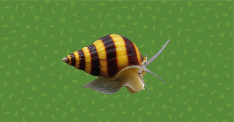 How to Acclimate Snails After Shipping