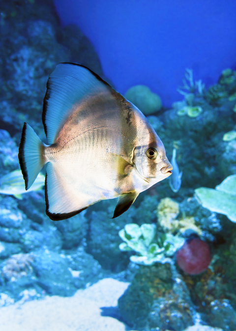 Saltwater vs. Freshwater Aquariums: Which Is Right for You?