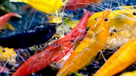 Neocaridina shrimp in different colours together