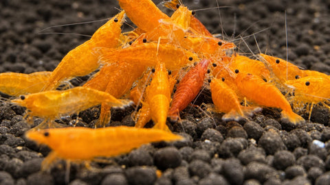 Group of orange shrimp on aquarium substrate