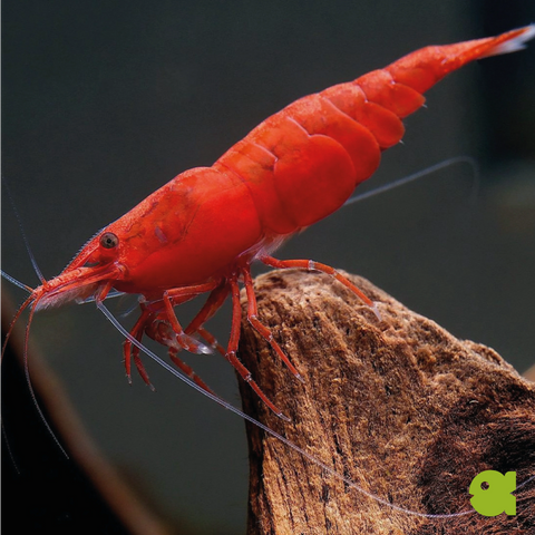 Shrimps