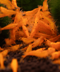 Orange Sakura Shrimp (Neocaridina davidi "Orange Sakura") aquarium shrimp