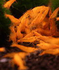 Orange Sakura Shrimp (Neocaridina davidi "Orange Sakura") aquarium shrimp