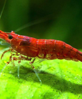 Red Fire Shrimp (Neocaridina davidi var. red) aquarium shrimp