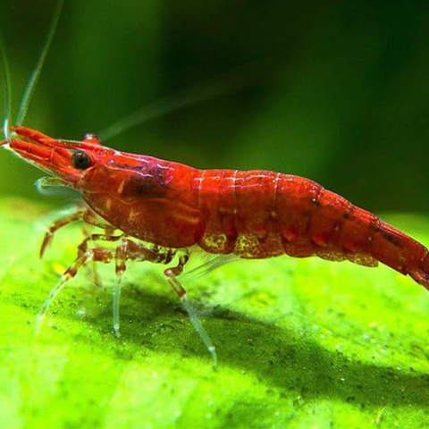Red Fire Shrimp 10 pcs (Neocaridina davidi var. red)
