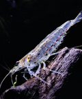 Caridina Japonica Amano Shrimp – The algae eater in the aquarium, ideal for shrimp complete set aquarium shrimp