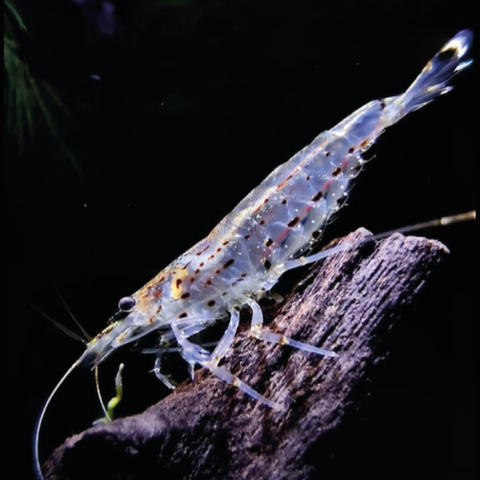 Caridina Japonica Amano Shrimp, set of 5 – The algae eater in the aquarium, ideal for shrimp complete set