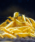 Yellow Crested Cream - Live Shrimp for Aquarium - Dwarf Neocaridina Shrimp aquarium shrimp