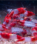 Red Rilli Shrimp, Neocaridina Dwarf Shrimps, Size 1–1.5 cm aquarium shrimp