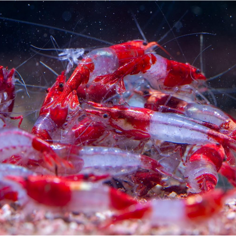 Red Rilli Shrimp, Neocaridina Dwarf Shrimps, Size 1–1.5 cm