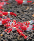 Red Rilli Shrimp, Neocaridina Dwarf Shrimps, Size 1–1.5 cm aquarium shrimp