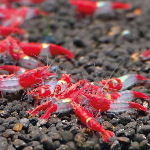 Red Rilli Shrimp, Neocaridina Dwarf Shrimps, Size 1–1.5 cm