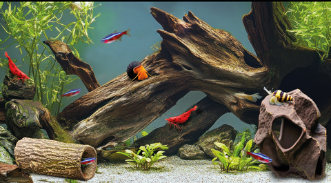 Own aquarium farm in Belgium