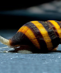 Assassin Snail Clea Helena aquarium snail