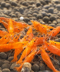 Orange Sakura Shrimp (Neocaridina davidi "Orange Sakura") aquarium shrimp