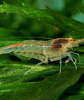 AquaBreedingSkill Shrimp Aquarium - Neocaridina Dwarf Shrimp Set of 15 - The Algae Eater in the Aquarium aquarium shrimp