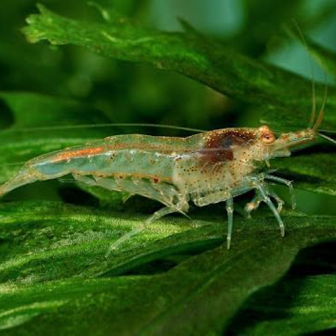 AquaBreedingSkill Shrimp Aquarium - Neocaridina Dwarf Shrimp Set of 15 - The Algae Eater in the Aquarium