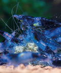 Neocaridina Blue Rilli 1-1,5 cm aquarium shrimp