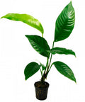 Anubias Heterophylla – Live Aquarium Plant (10 cm) for Freshwater Tanks aquarium plant