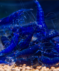 Blue Sapphire Shrimp  (Neocaridina davidi "Blue Sapphire") aquarium shrimp