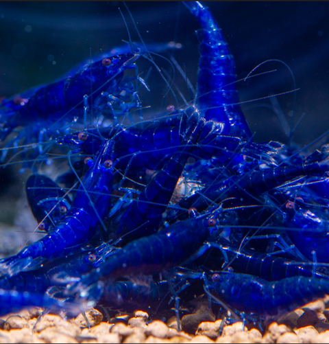 Blue Sapphire Shrimp 10 pcs (Neocaridina davidi "Blue Sapphire")