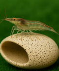 AquaBreedingSkill Shrimp Aquarium - Neocaridina Dwarf Shrimp Set of 15 - The Algae Eater in the Aquarium aquarium shrimp