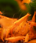 Orange Sakura Shrimp (Neocaridina davidi "Orange Sakura") aquarium shrimp