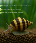Assassin Snail Clea Helena aquarium snail