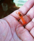 1 Pair Cambarellus patzcuarensis – Orange Dwarf Crayfish | Live Orange Dwarf Crayfish for Aquarium aquarium invertebrate