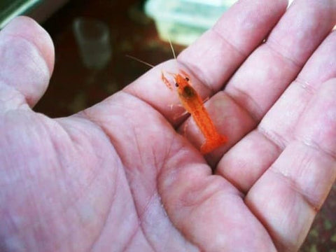 1 Pair Cambarellus patzcuarensis – Orange Dwarf Crayfish | Live Orange Dwarf Crayfish for Aquarium