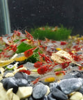Red Rilli Shrimp, Neocaridina Dwarf Shrimps, Size 1–1.5 cm aquarium shrimp